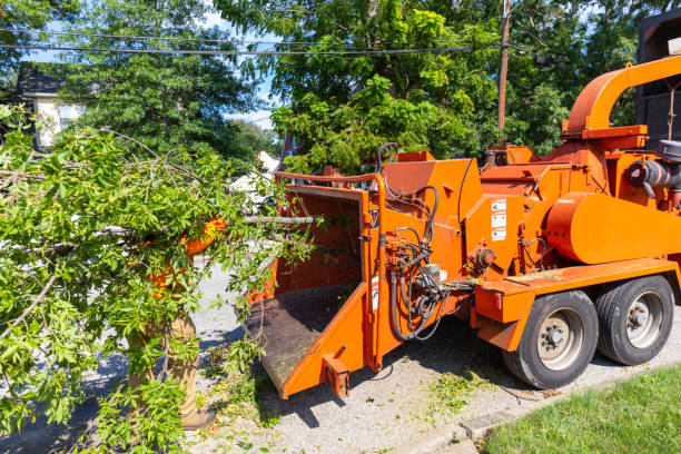 Best Tree Health Inspection  in Coweta, OK